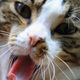 Not the cat in question but this cat probably love to destroy your property
